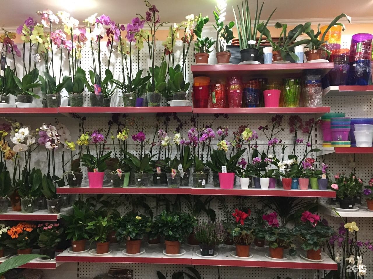 Где Купить Дешевые Живые Цветы