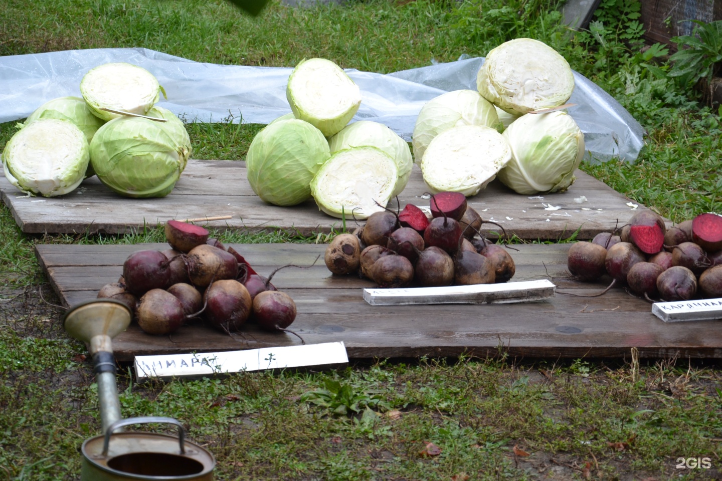 сад и огород благовещенск амурская область. амурский дачник. магазин амурский дачник в благовещенске. магазин амурский дачник в благовещенске. амурский дачник.