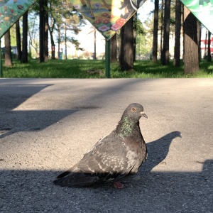 Фото от владельца Парк культуры и отдыха им. И.В. Коротеева