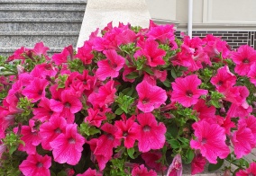 Гостевой дом Константа в Калининграде