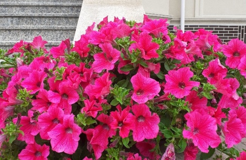 Калининград: Гостевой дом Константа