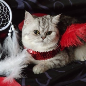 Фото от владельца Кошачье Царство, клуб любителей кошек