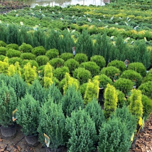 Вашутино питомник растений. Туя западная колумна. Питомники растений и деревьев. Питомники растений и деревьев. Красногорский питомник растений опалиха.