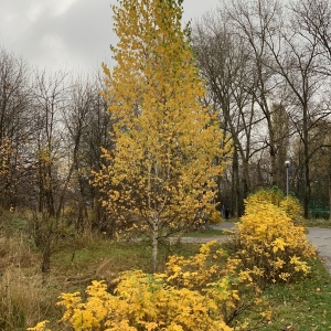 Фото от владельца Северное Тушино, музейно-парковый комплекс