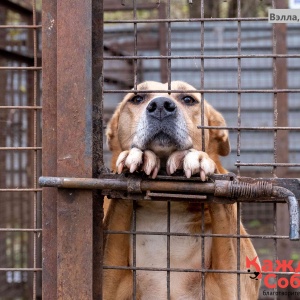 Фото от владельца Приют для бездомных собак