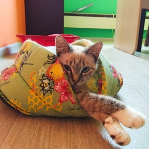 Фото от владельца Котариум, гостиница для кошек
