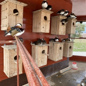 Фото от владельца Природный орнитологический парк в Имеретинской низменности, ГБУ