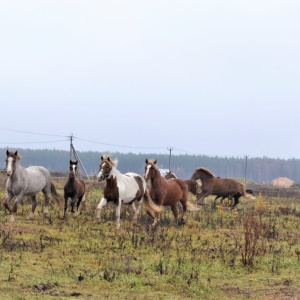 Фото от владельца Royal Horse, конный клуб