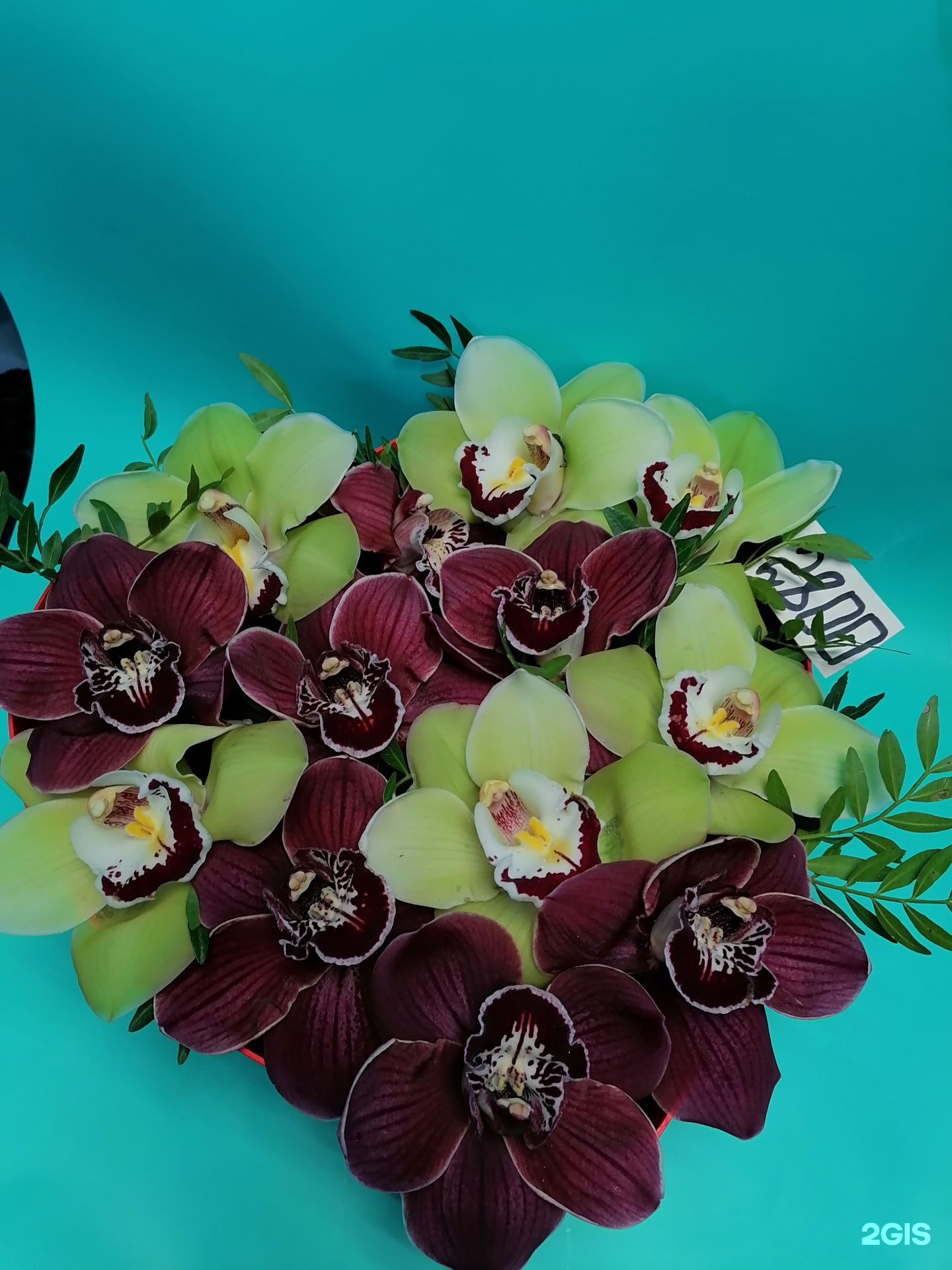 кутузова цветы