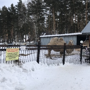 Фото от владельца Солнечный, детский оздоровительный лагерь