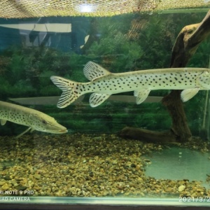 Фото от владельца Рыбы Амура, музей
