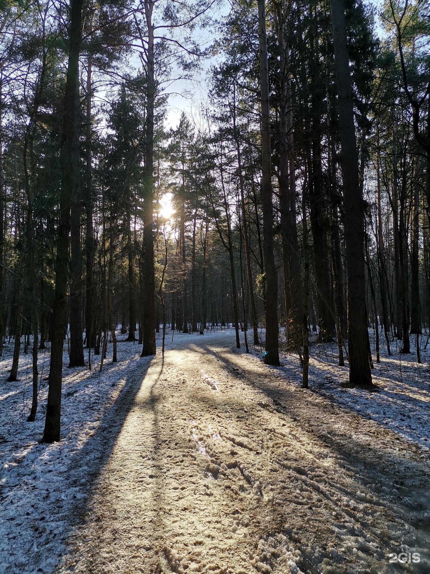 Чайка лесная ул 9 фото