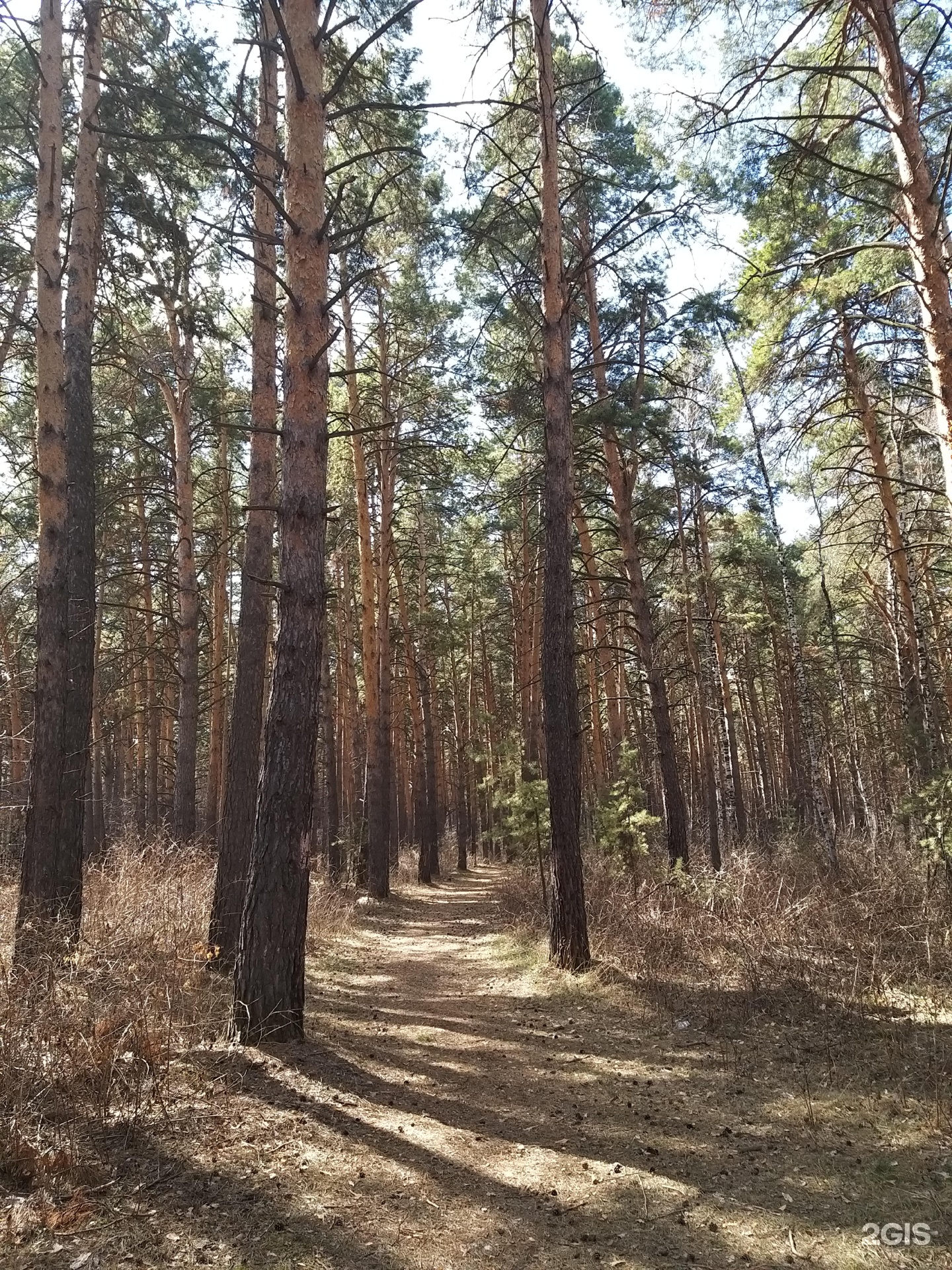 Лесу 3 отзывы. Русский лес Чернолучье. Форест Хаус Омск Чернолучье. Отель мечта Чернолучье.