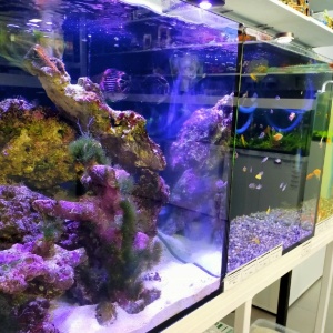 Фото от владельца АкваМир, аквасалон