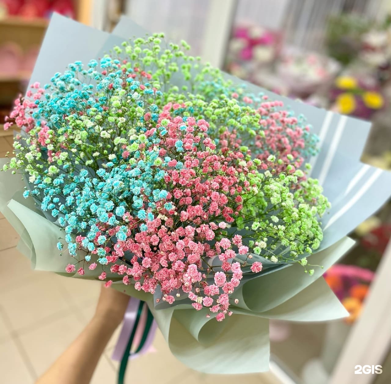 Цветочный северодвинск. Северодвинск в цветах. Авито Северодвинск растения комнатные.