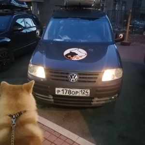 Фото от владельца Красноярск, служба по перевозке животных