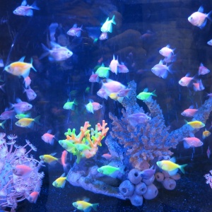 Фото от владельца Морской аквариум на Чистых прудах, океанариум