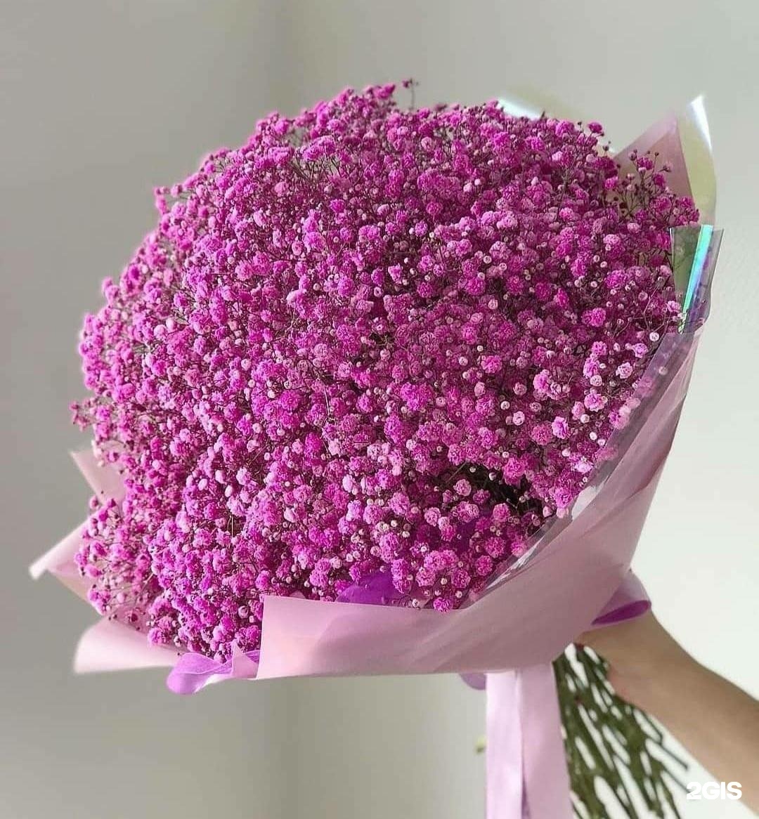 Купить Гипсофилы В Кемерово Цена