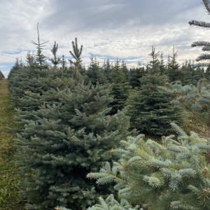 Фото от владельца Братья Green, группа компаний