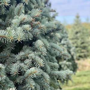 Фото от владельца Братья Green, группа компаний