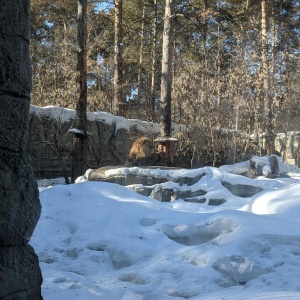 Фото от владельца Новосибирский зоопарк им. Р.А.Шило