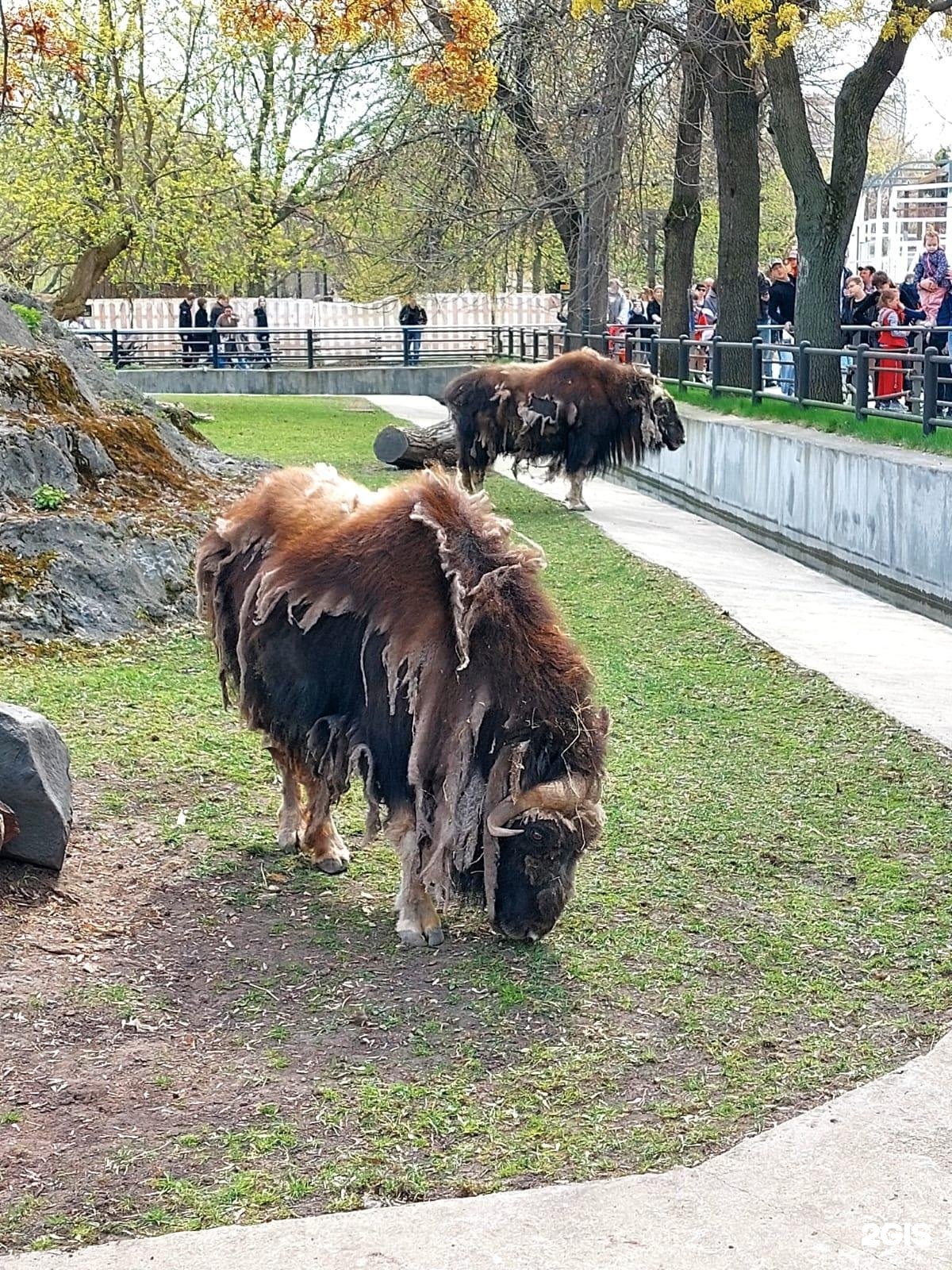 Москва большая грузинская 1 зоопарк. Московский зоопарк Грузинская 1. Московский зоопарк улица б Грузинская 1. Собаки в Московском зоопарке. Большой кот в Московском зоопарке.