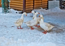 городской пос. Токсово: Отель Северный склон