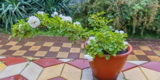 Пляхо: Отель Грин хаус