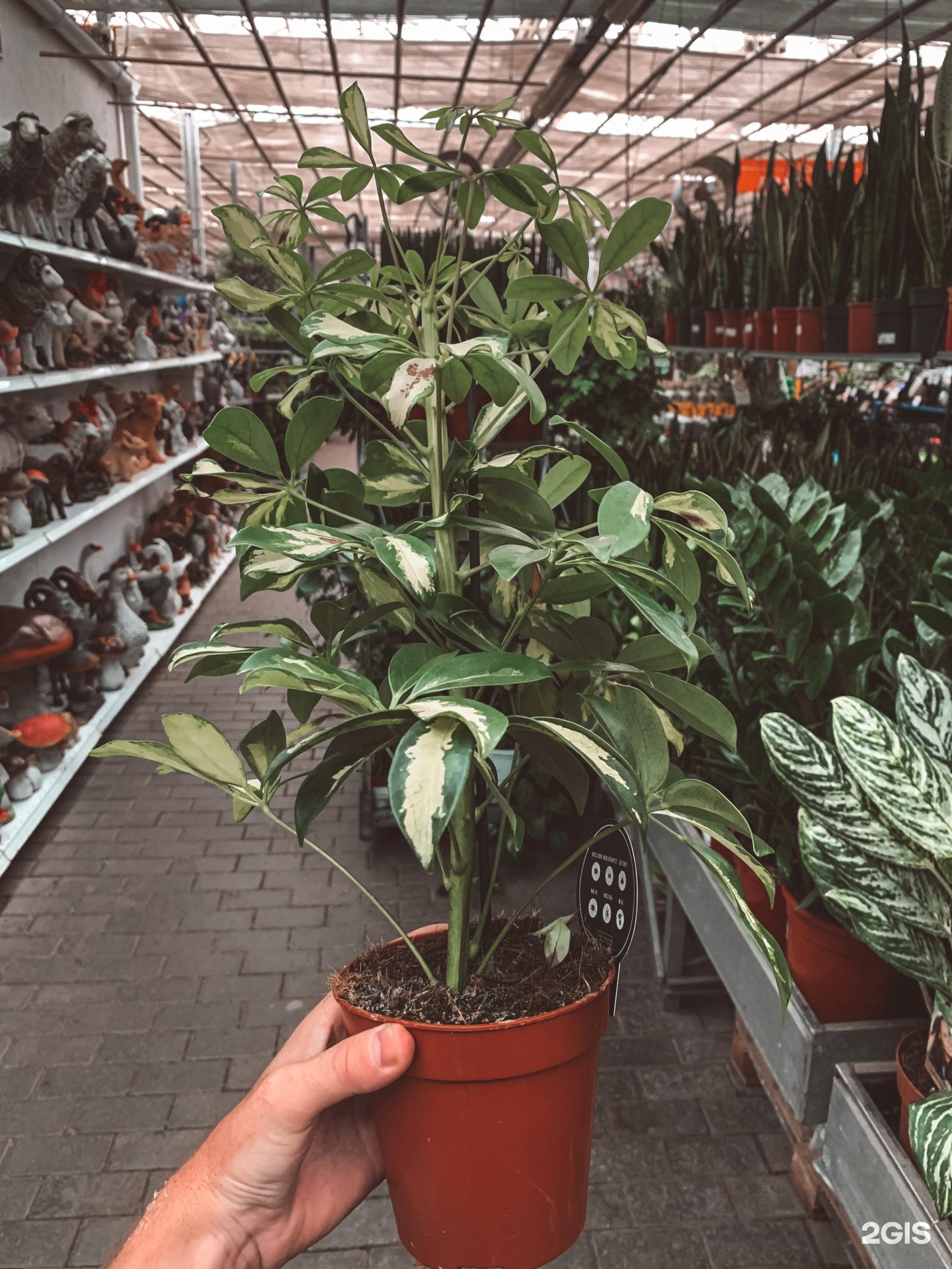 Садовый центр на атарбекова. Атарбекова 3 садовый центр. Садовый центр на атарбекова краснодар каталог товаров. Атарбекова 3 садовый центр. Атарбекова 3 краснодар садовый центр.