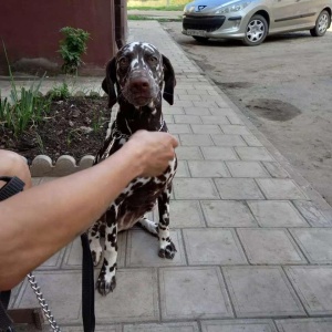 Фото от владельца KINOLOG-DOG, центр дрессировки собак