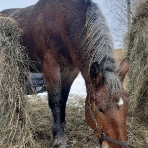 Фото от владельца Royal Horse, конный клуб