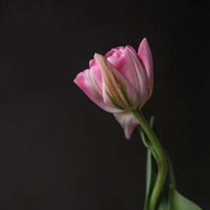 Фото от владельца АртБАЛКОН, цветочная лавка