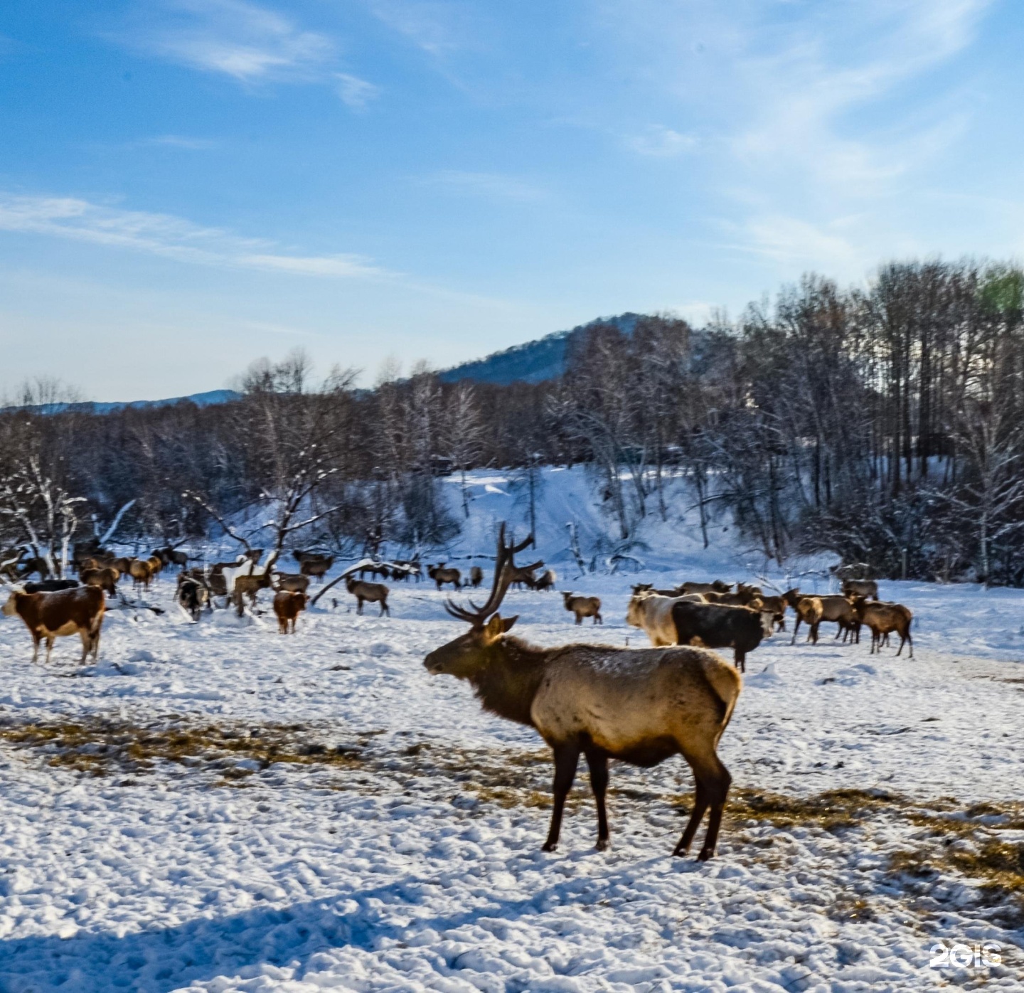 Каимское горный алтай фото