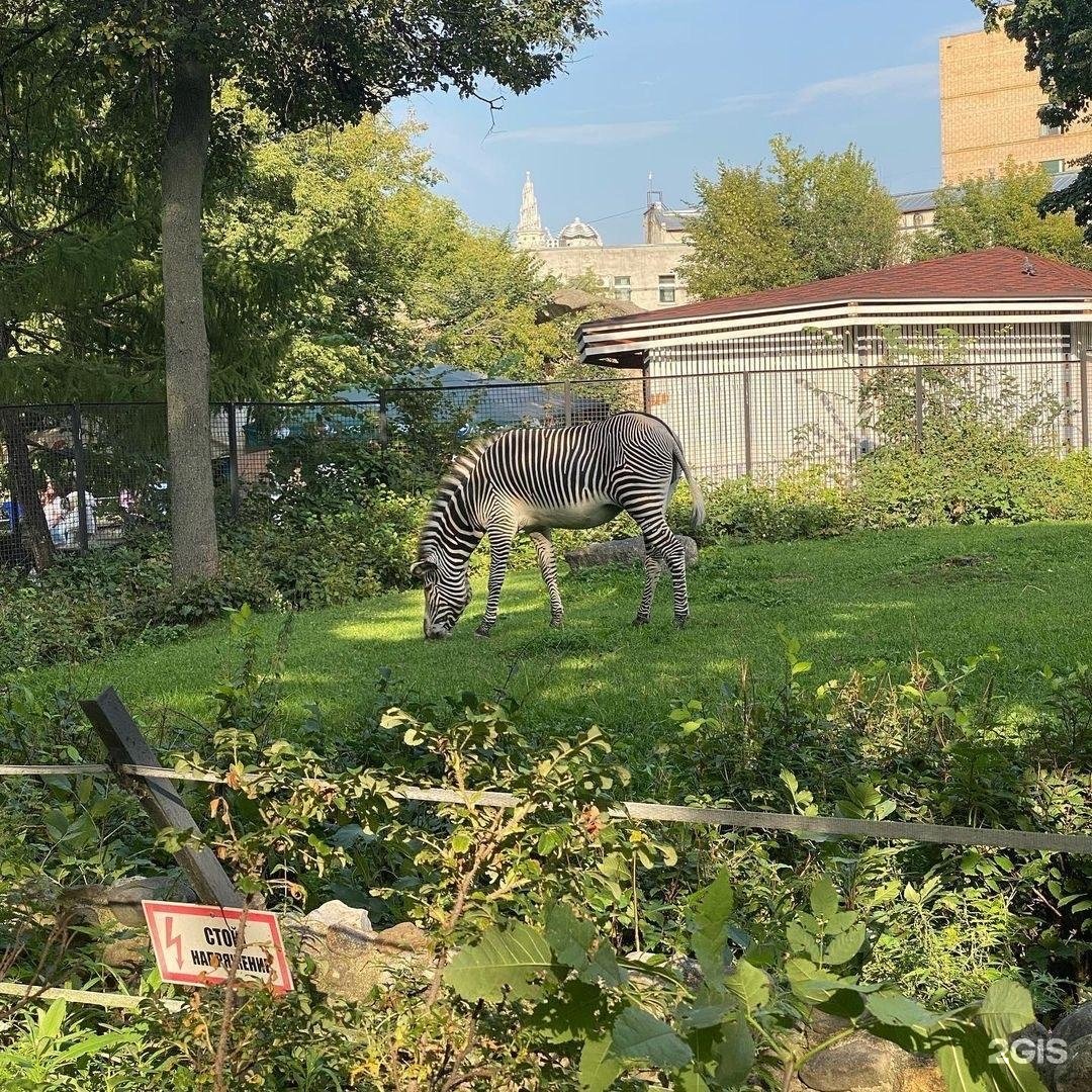 Большая грузинская 1 зоопарк. Москва, ул. большая Грузинская, 1 зоопарк. Московский зоопарк Грузинская 1. Государственный Московский зоопарк ул большая Грузинская. Московский зоопарк улица б Грузинская 1.