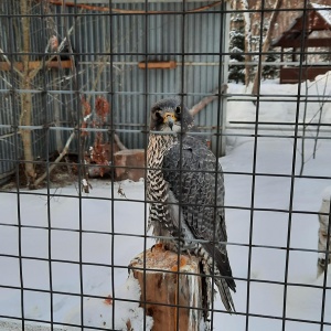 Фото от владельца Лесная сказка, Барнаульский зоопарк