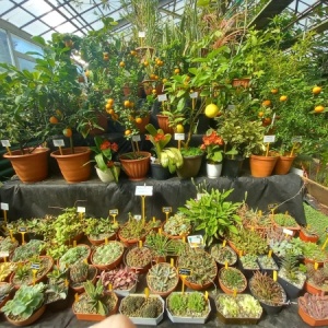 Фото от владельца Ботанический сад-институт ДВО РАН