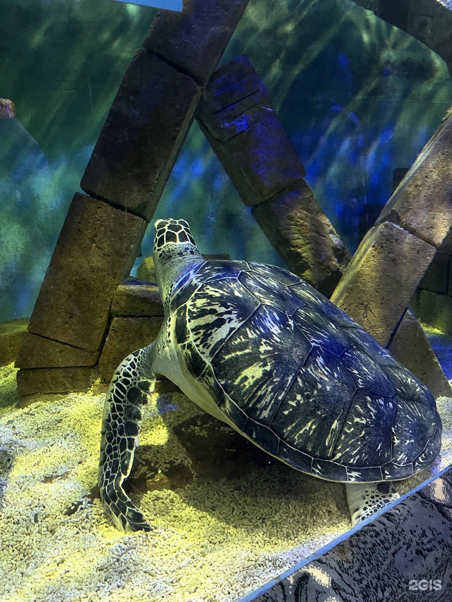 Европейская Болотная черепаха. Морская Болотная черепаха. Черепашата Болотной черепахи. Красноухая Болотная черепаха.