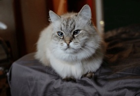 Коттедж Толстый кот в Тульской области