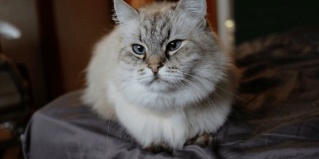 Тула: Коттедж Толстый кот