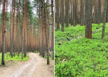 д. Едимоновские Горки: Коттедж Edimonovo village