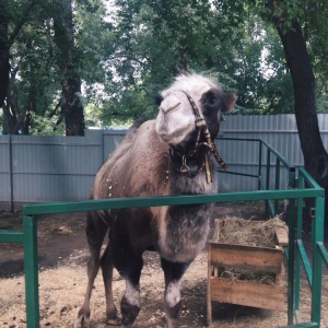 Фото от владельца Парк культуры и отдыха им. С.М. Кирова