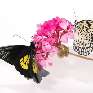 Фото от владельца Ванесса, ООО, компания тропических бабочек и цветов