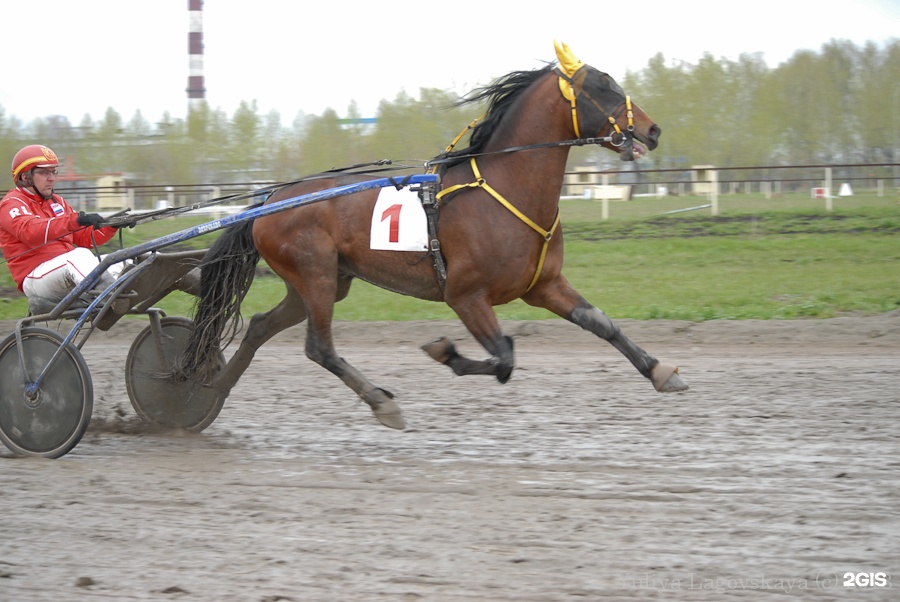 новосибирский ипподром бега 2022g. черепаново ипподром. новосибирский ипподром 2017. новосибирск главный ипподром на сегодня. новосибирск главный ипподром на сегодня.