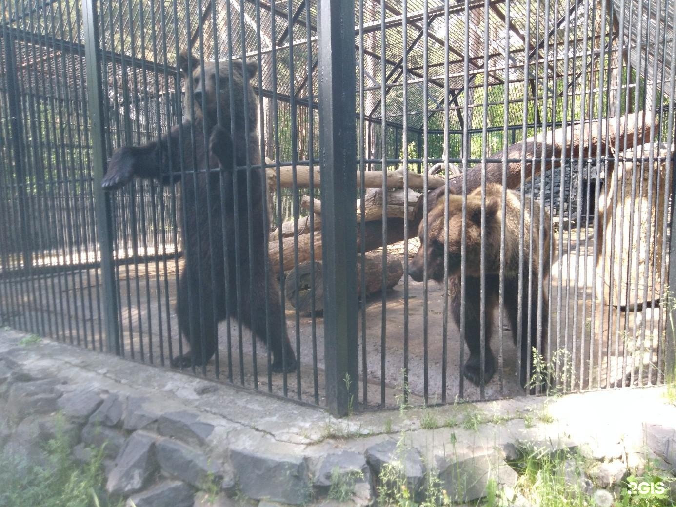 День защиты детей в зоопарке новосибирск