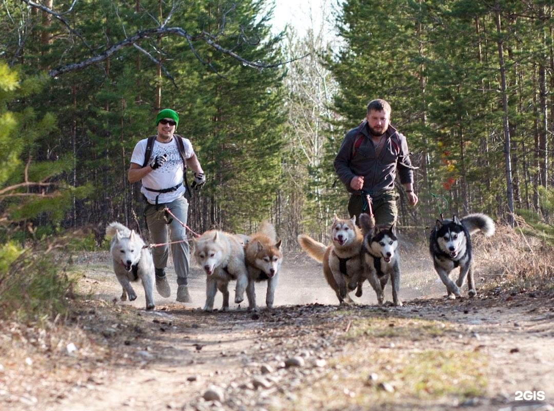 Догтрекинг с хаски