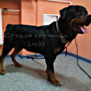 Фото от владельца Lucky, зооцентр