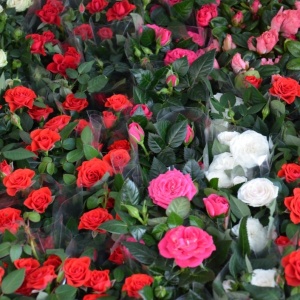 Фото от владельца Пермская цветочная компания, ООО, оптово-розничная компания