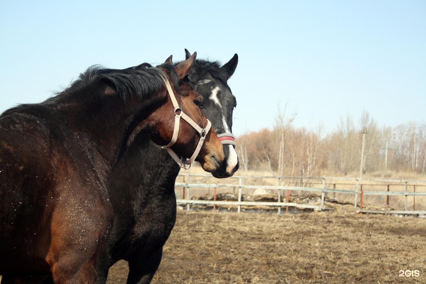 Продажа лошадей омск области