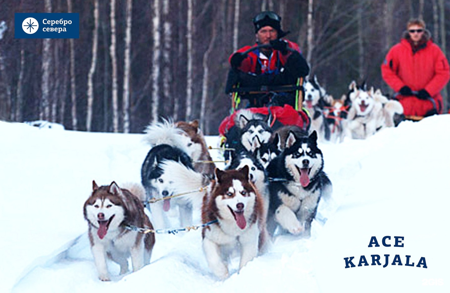 посещение питомника ездовых собак. деревня хаски тольятти. хаски мурманск. деревня ездовых собак серебро севера. серебро севера питомник хаски.