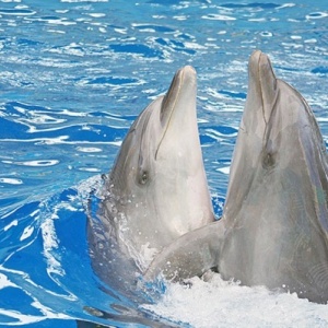 Фото от владельца Лазаревский дельфинарий